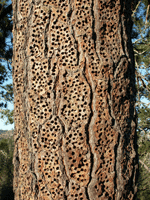 Acorn Woodpecker granary in Sandhills ponderosa pine 