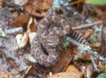 western rattlesnake
