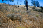 Dense exotic plants in the Sandhills