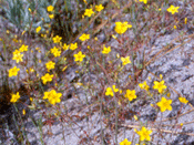 Population of Linanthus parviflorus with all yellow flowers