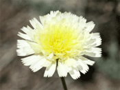 typical yellow and white inflorescence morph of Malacothrix floccifera