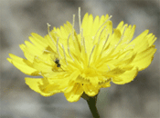 all yellow inflorescence morph of Malacothrix floccifera found in just a few Sandhills sites