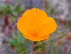 Small but orange hybrid poppy flower in the Sandhills