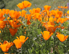 California poppies with green foliage in grasslands