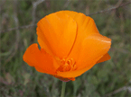 California poppy from grassland 