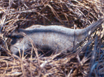 California quail nest in the Sandhills