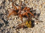 spider and yellow jacket