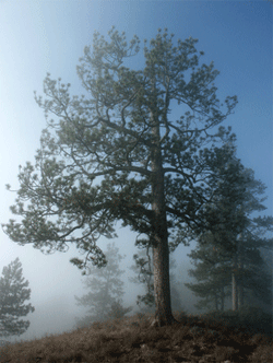 Sandhills ponderosa pine in the early morning fog