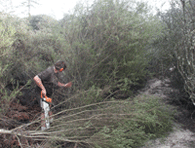 Eradication of the exotic shrub French broom from a Sandhills site