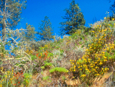 Sandhills wildflowers during spring